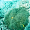 Zdjęcie z Australii - Blazenki morskie- nemo...