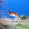 Zdjęcie z Australii - Kangur na tle oceanu
