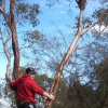 Zdjęcie z Australii - Koala na drzewie