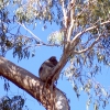 Zdjęcie z Australii - Koala spiacy...
