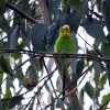 Zdjęcie z Australii - Papuzka na eukaliptusie