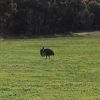 Zdjęcie z Australii - Strus emu