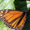 Zdjęcie z Australii - Motyl