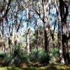 Zdjęcie z Australii - Las eukaliptusowy