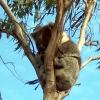Zdjęcie z Australii - Spiacy koala