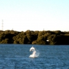 Zdjęcie z Australii - Delfin w porcie