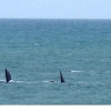 Zdjęcie z Australii - Pletwy pary wielorybow...