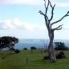 Zdjęcie z Australii - Kangury, ocean a w tle...