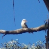 Zdjęcie z Australii - Kookaburra...