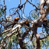 Zdjęcie z Australii - Papugi na eukaliptusie