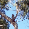 Zdjęcie z Australii - Koala na eukaliptusie