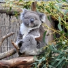 Zdjęcie z Australii - Misiek koala...