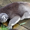 Zdjęcie z Australii - Koala znaczy "nie pije"..