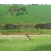 Zdjęcie z Australii - Kangurowe pole?