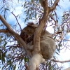 Zdjęcie z Australii - Spioch na eukaliptusie
