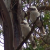 Zdjęcie z Australii - Dwie kookaburry...