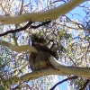 Zdjęcie z Australii - Misiek w parku...