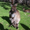 Zdjęcie z Australii - Kangurzyca z maluchem...