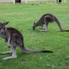Zdjęcie z Australii - Kangury na trawniku...