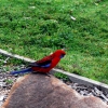 Zdjęcie z Australii - Papuzka czekajaca na...