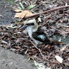 Zdjęcie z Australii - Kookaburra