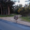 Zdjęcie z Australii - Strusie emu...