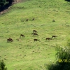 Zdjęcie z Nowej Zelandii - Dzikie jelenie...