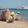 Egipt - Sharm