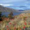 Zdjęcie z Nowej Zelandii - Lake Benmore...