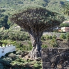 Zdjęcie z Hiszpanii - Najstarsze drzewo 