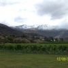 Zdjęcie z Nowej Zelandii - Winnica a w tle snieg...