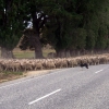 Zdjęcie z Nowej Zelandii - Pies przeprowadza owce...