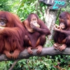 Orangutany... - Zdjęcie Orangutany... - ...w singapurskim ZOO