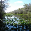 Zdjęcie ze Stanów Zjednoczonych - Everglades