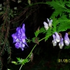 Zdjęcie z Polski - Gorskie kwiaty