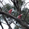 Zdjęcie z Australii - Czerwone papugi gala