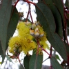 Zdjęcie z Australii - Kwiaty zoltego...