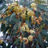 Zdjęcie z Australii - Kwitnie bialy eukaliptus