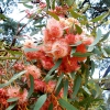 Zdjęcie z Australii - Rozowy eukaliptus