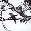 Zdjęcie z Australii - Kookaburra, ktora...