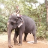 Zdjęcie z Indii - Słoń....