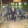 Zdjęcie z Tajlandii - Moje kochane slonie