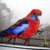 Zdjęcie z Australii - Kolorowa papuga...