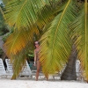 Zdjęcie z Dominikany - kolorowe pióropusze palm