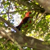 Zdjęcie z Australii - Kolorowa papuzka...