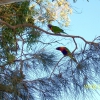 Zdjęcie z Australii - Kolorowe pauzki...
