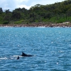Zdjęcie z Australii - Delfiny w Port Stephens