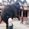 Zdjęcie z Indii - ponoć ten słoń to kapłan