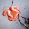 Zdjęcie z Australii - Meduza wyrzucona na brzeg
