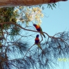 Zdjęcie z Australii - Para papug w zalotach